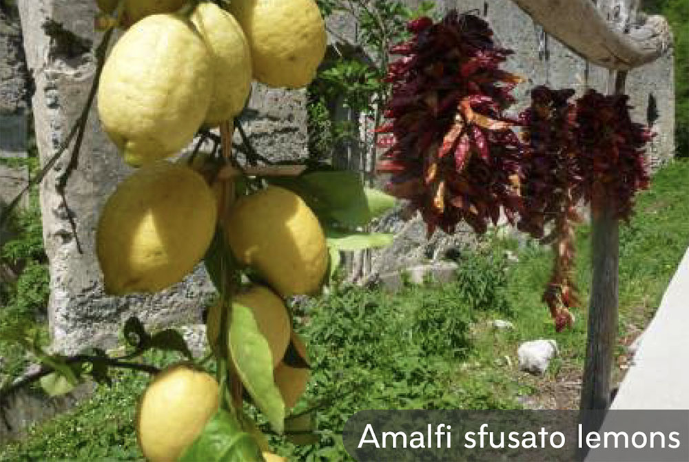 Amalfi lemons Amalfi Coast small group tour