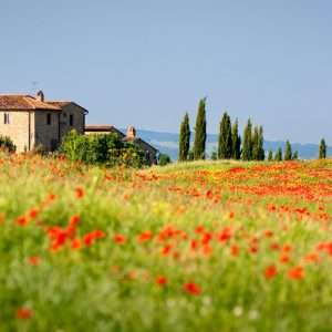 Poppies and a house Italy