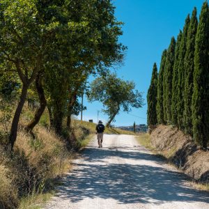 Man Walking Along Via Francigena Mud Road With Cypress Trees
